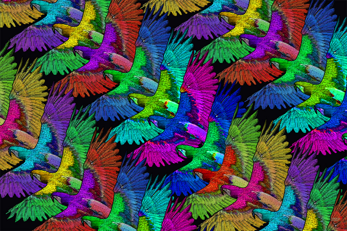 PARROTSsmw
