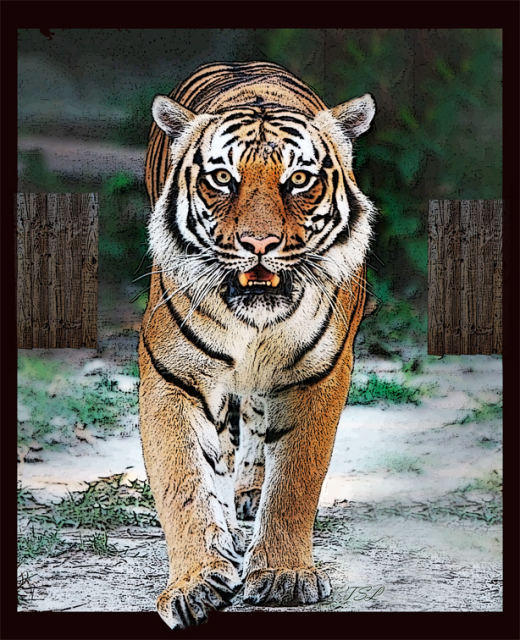TIGERSURPRIZEsmw