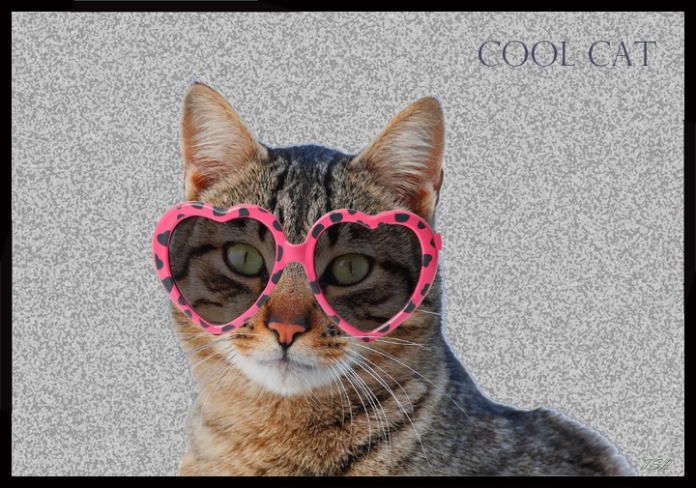 CoolCatSMW
