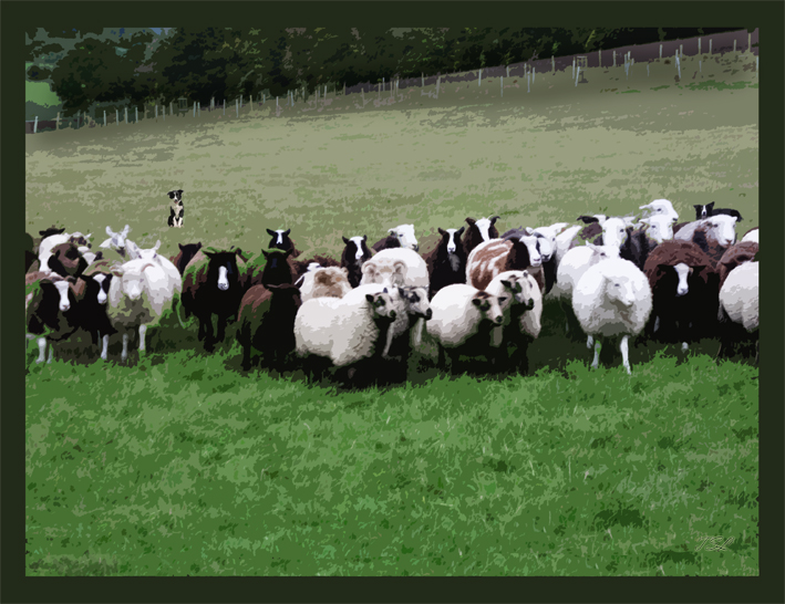 countingsheepSMW